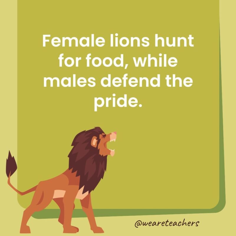 Female lions hunt for food, while males defend the pride.