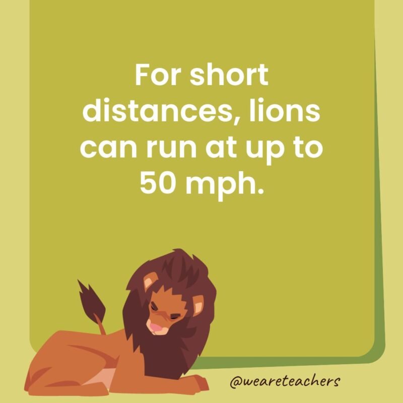 For short distances, lions can run at up to 50 mph.