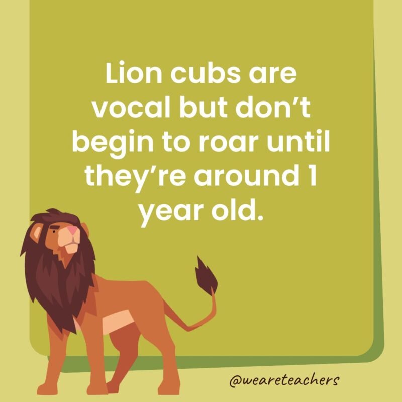 Lion cubs are vocal but don’t begin to roar until they're around 1 year old.