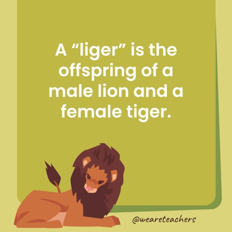 A “liger” is the offspring of a male lion and a female tiger.
