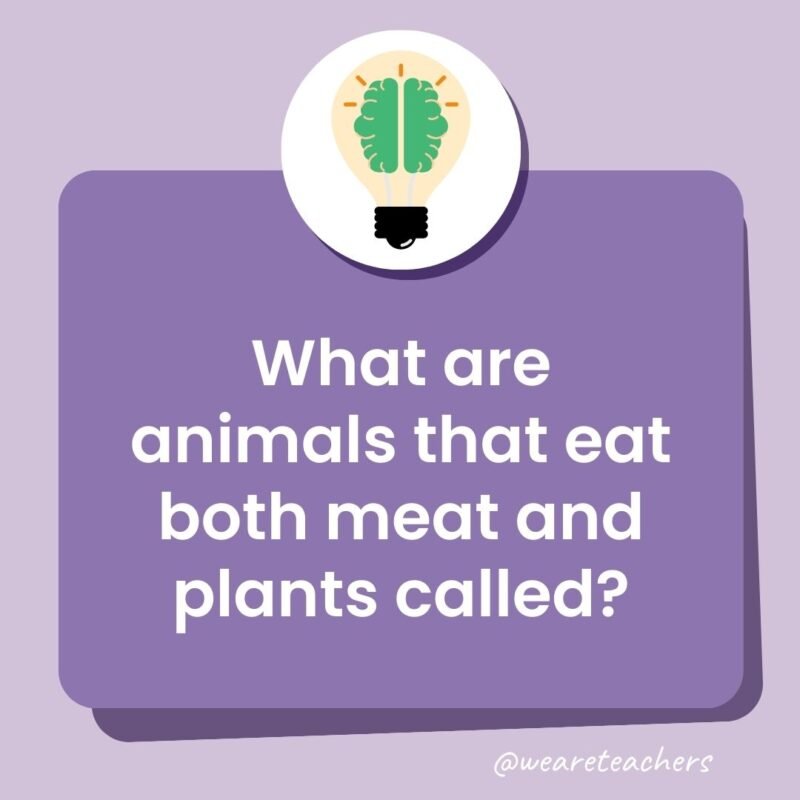 What are animals that eat both meat and plants called?