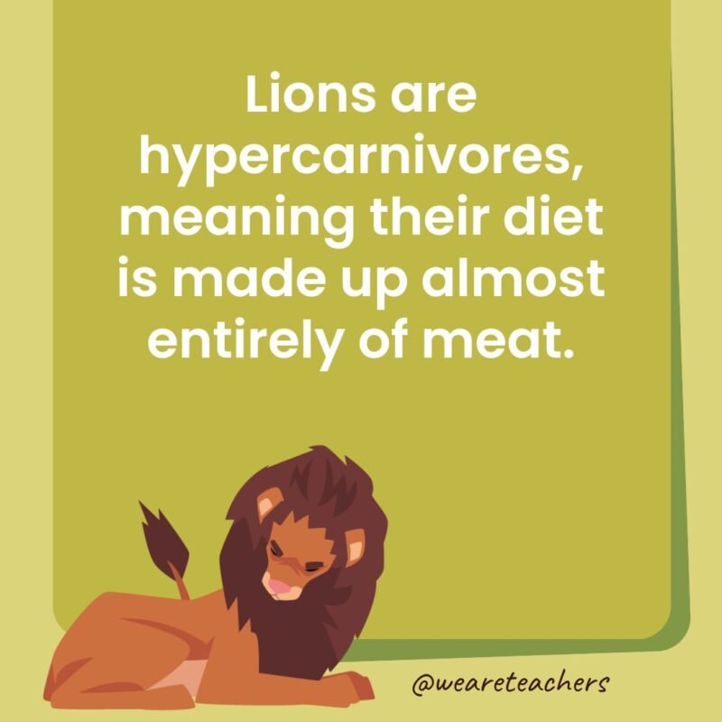 Lions are hypercarnivores, meaning their diet is made up almost entirely of meat.
