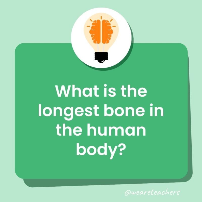 Trivia questions for kids: What is the longest bone in the human body?