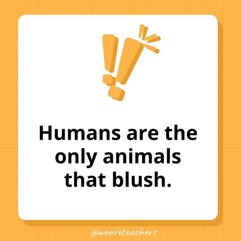 Humans are the only animals that blush.- weird fun facts