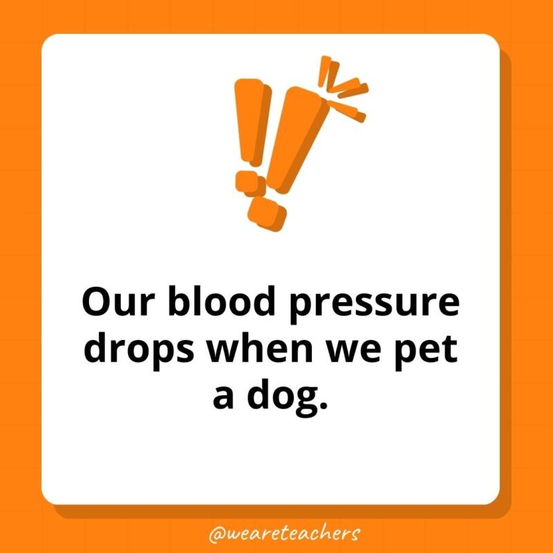 Our blood pressure drops when we pet a dog.
