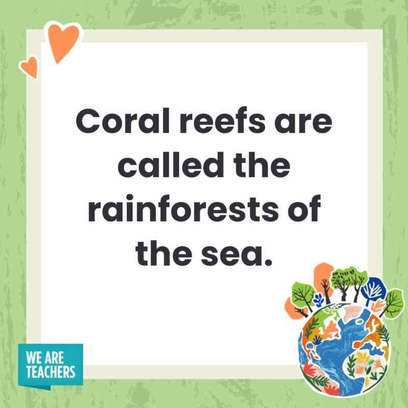Coral reefs are called the rainforests of the sea. Coral reefs are called the rainforests of the sea.