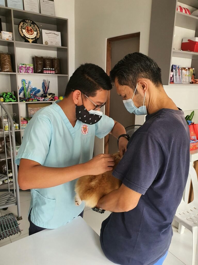 Two veterinarians hold and help an animal