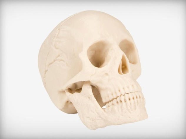 Model of a Human skull