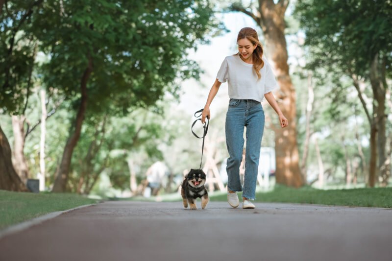 Owner walking with dog together in park outdoors, summer vacation, Adorable domestic pet concept, Friendship between human and their pet