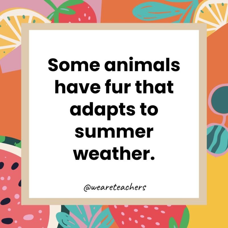 Some animals have fur that adapts to summer weather.