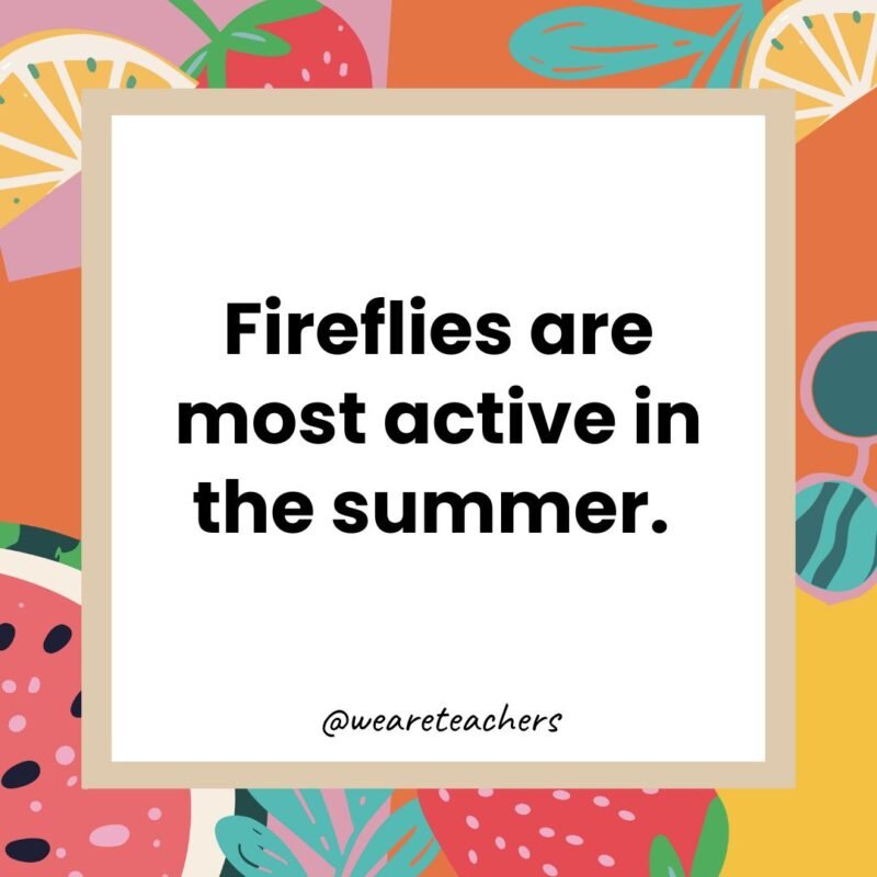 Fireflies are most active in the summer. 