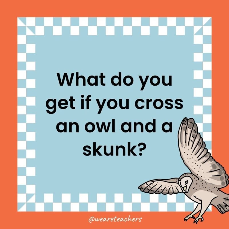a joke that states: What do you get if you cross an owl and a skunk?