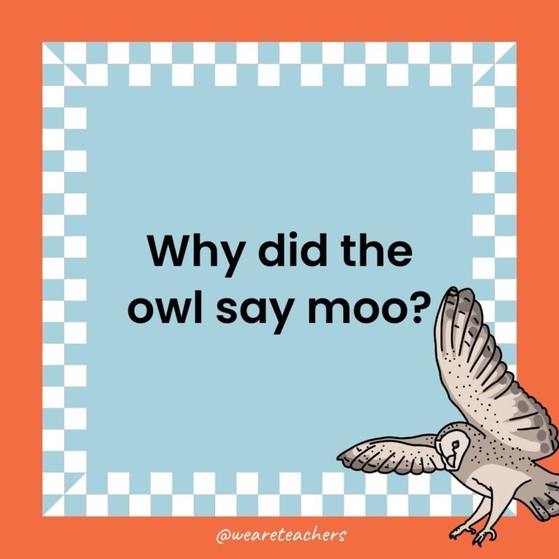 a joke that states: Why did the owl say moo?
