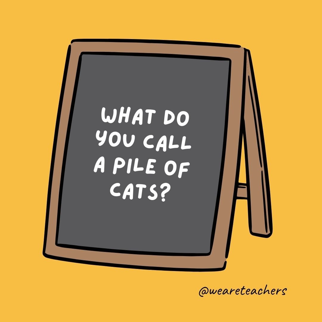 What do you call a pile of cats? What do you call a pile of cats?