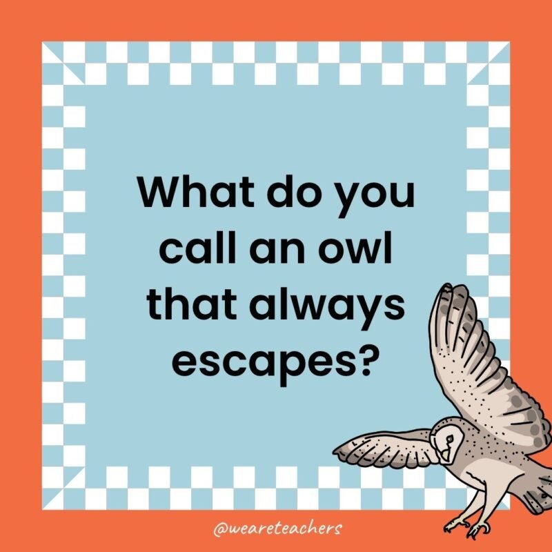 a joke that states: What do you call an owl that always escapes?