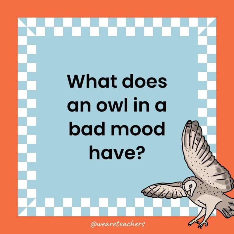 a joke that states: What does an owl in a bad mood have?