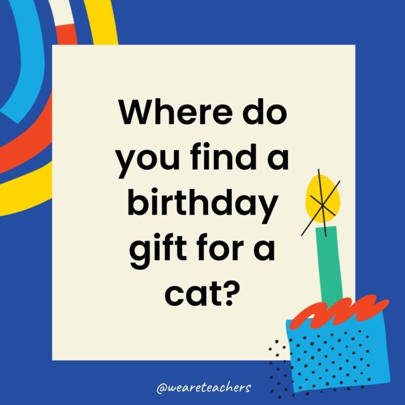 Where do you find a birthday gift for a cat?