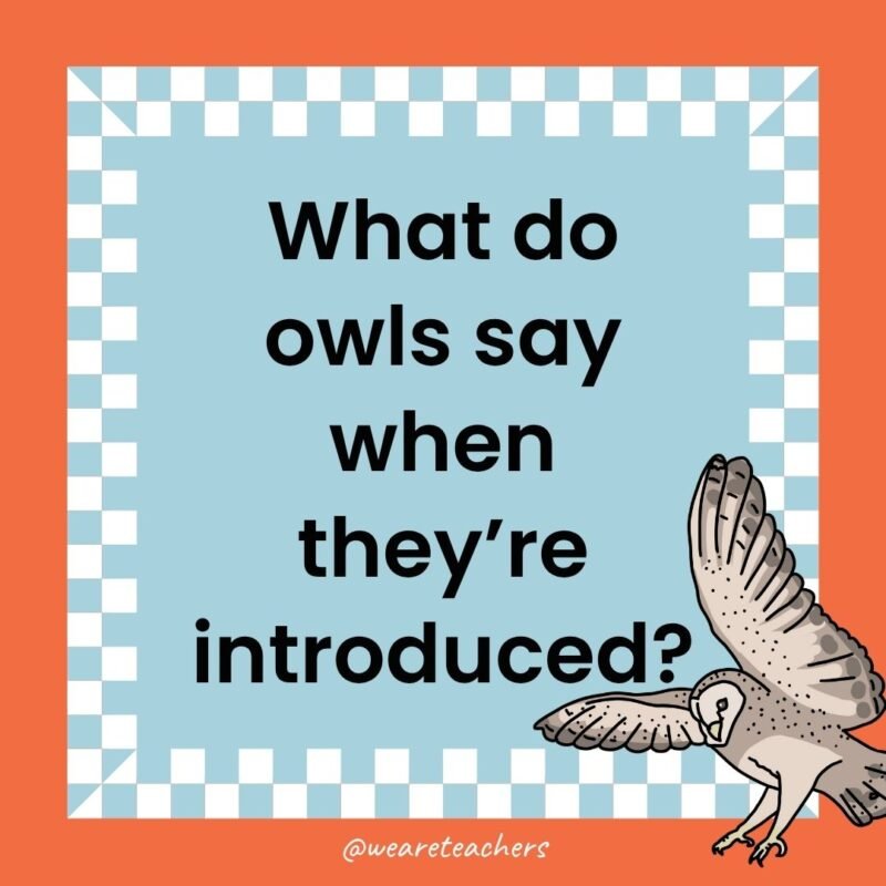 a joke that states: What do owls say when they’re introduced?