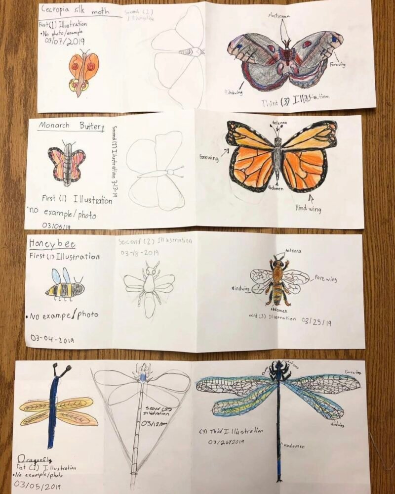 Scientific drawings of insects made by 2nd grade art students