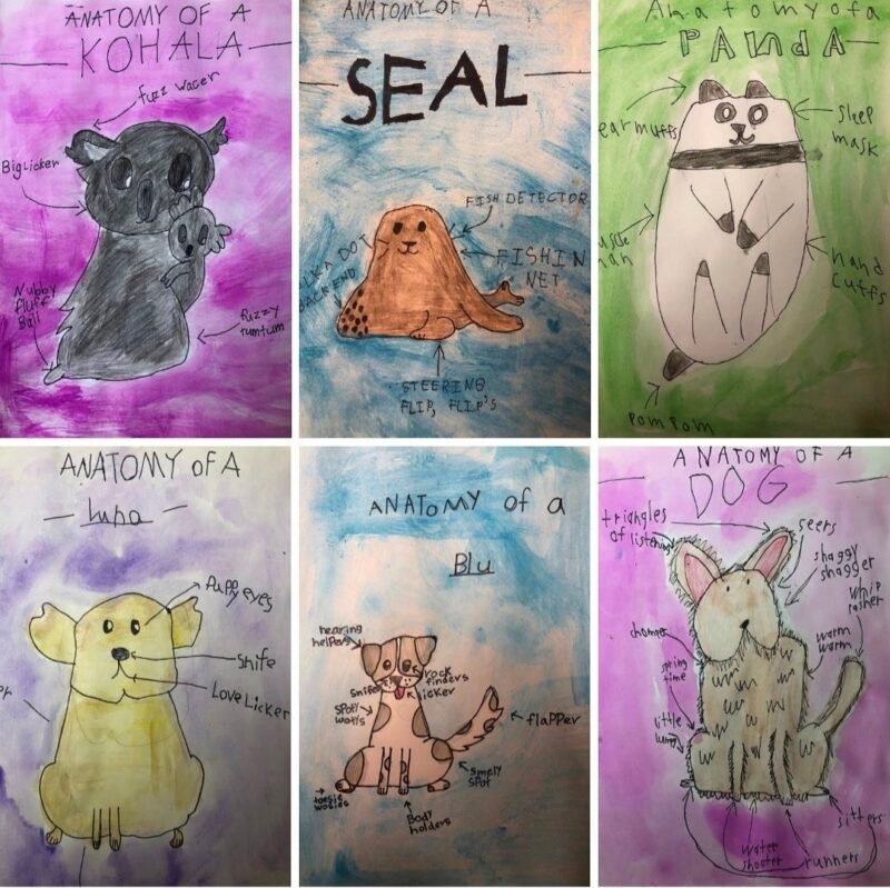 Illustrations of silly animal anatomy by 2nd grade students
