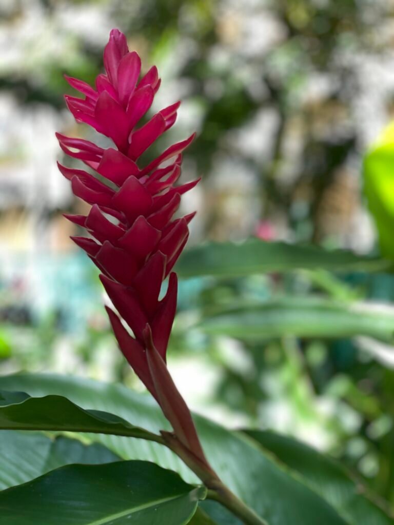 easy science experiment for kids: dissect a flower
