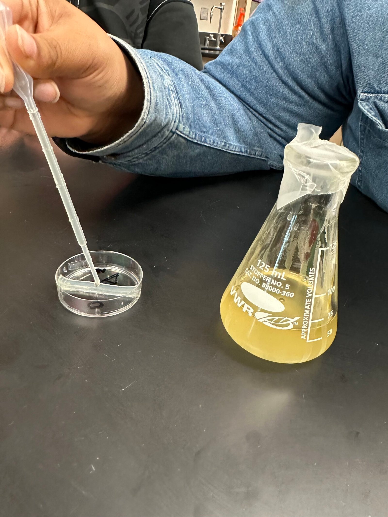 Image of the Bio-Rad BacTalk Cell Signaling Kit experiment