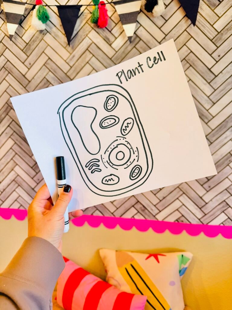 a drawing of a plant cell made from a plant cell drawing tutorial