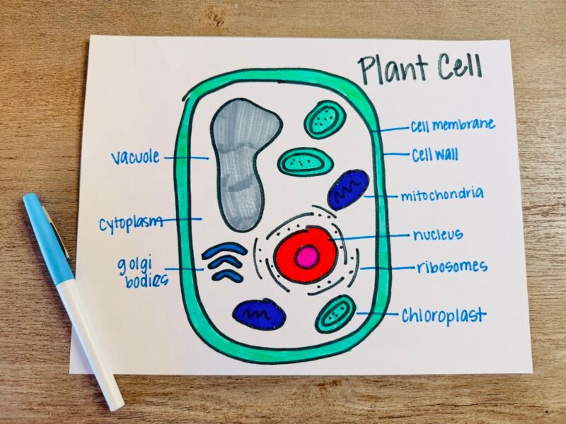 an example of a plant cell storybook