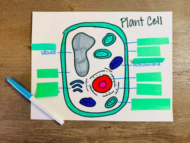 lift-the-flap plant cell example