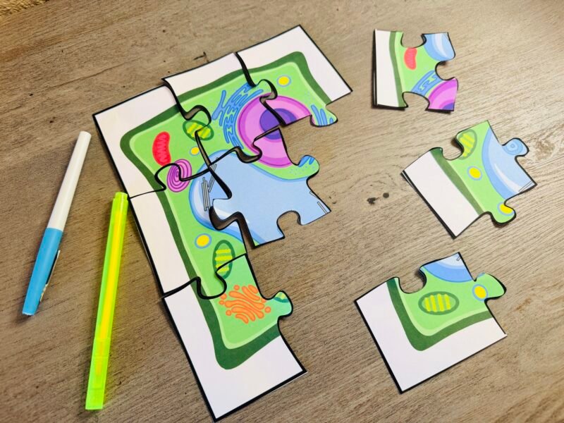 a paper made puzzle of a plant cell