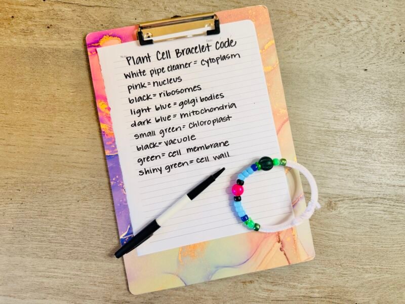 an example of a plant cell represented by different beads in a bracelet