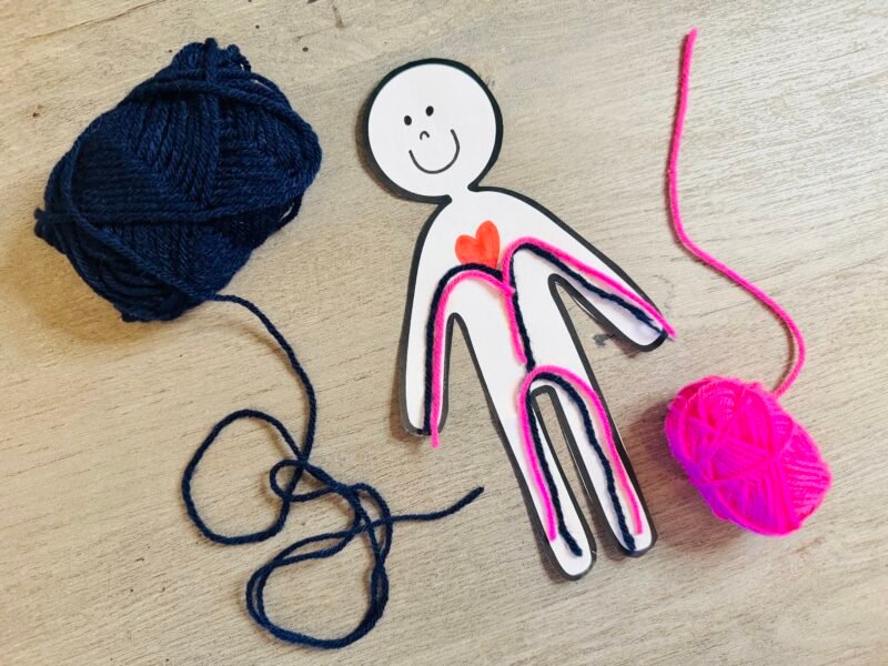 yarn examples of blood vessels within the body