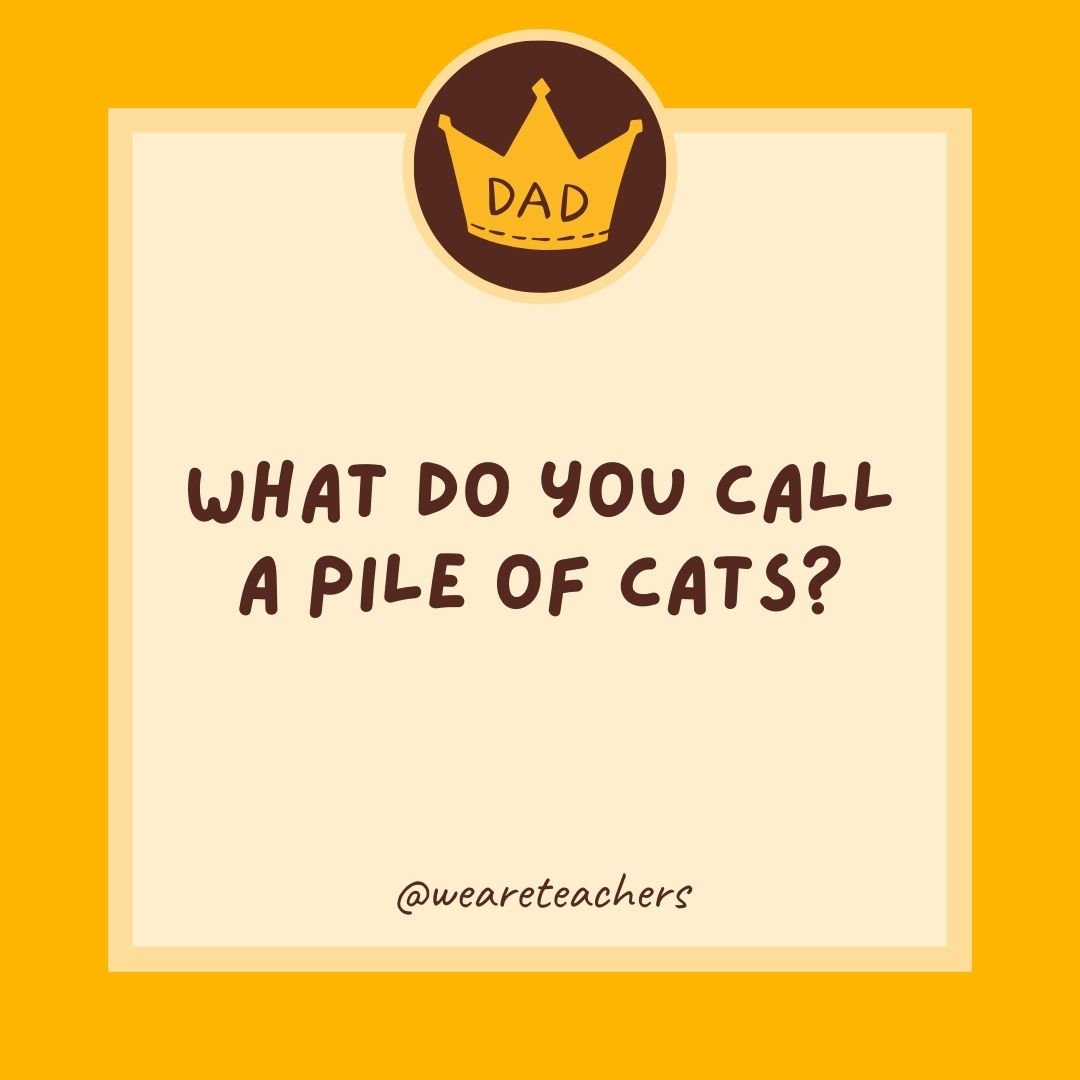 What do you call a pile of cats? What do you call a pile of cats?