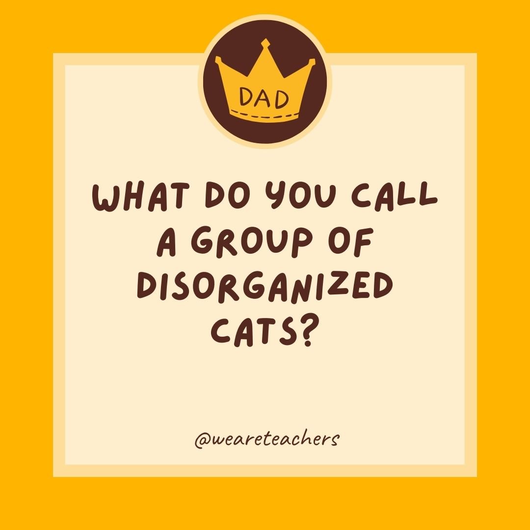 What do you call a group of disorganized cats? What do you call a group of disorganized cats?