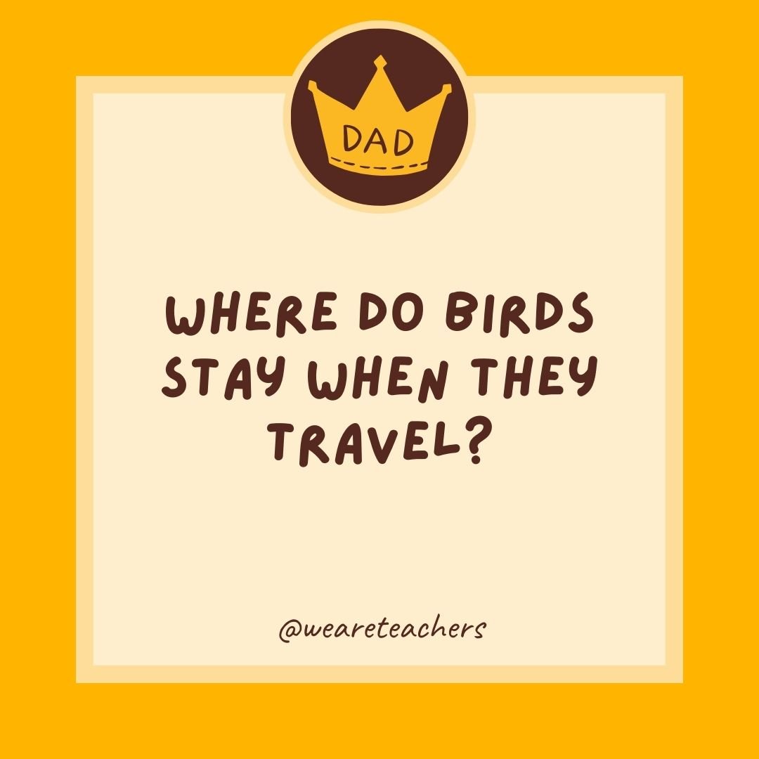 Where do birds stay when they travel? Where do birds stay when they travel?
