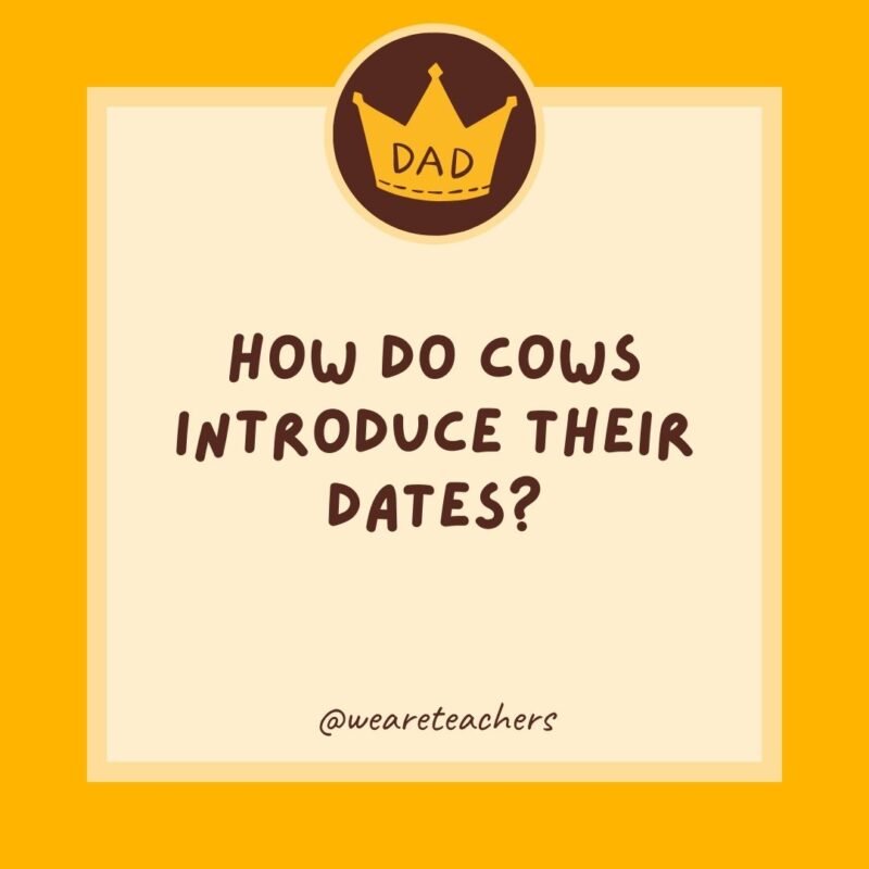 How do cows introduce their dates? How do cows introduce their dates?