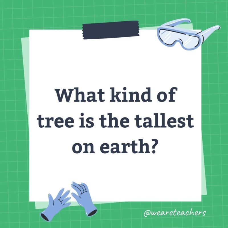 What kind of tree is the tallest on earth?- science trivia