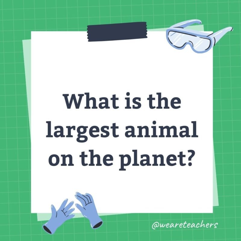 What is the largest animal on the planet?
