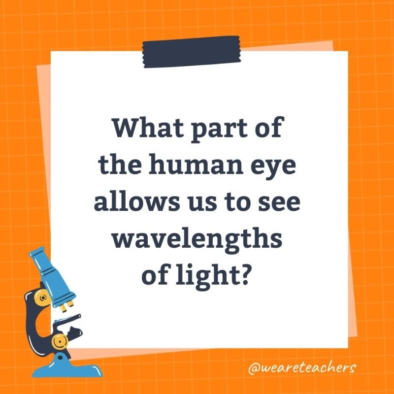 What part of the human eye allows us to see wavelengths of light?- science trivia