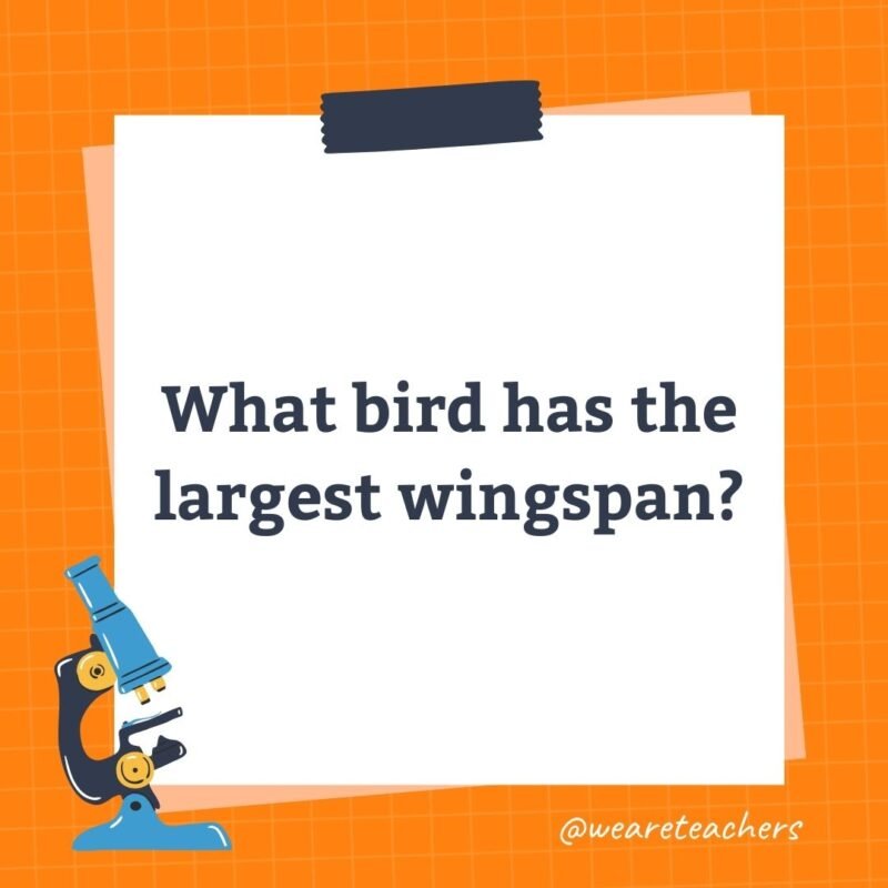 What bird has the largest wingspan?