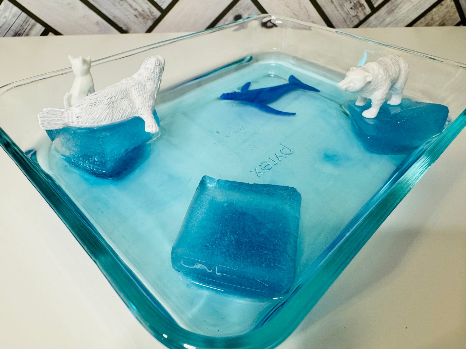 an image of four ice cubes with model animals showcasing animal habitats and how they're different