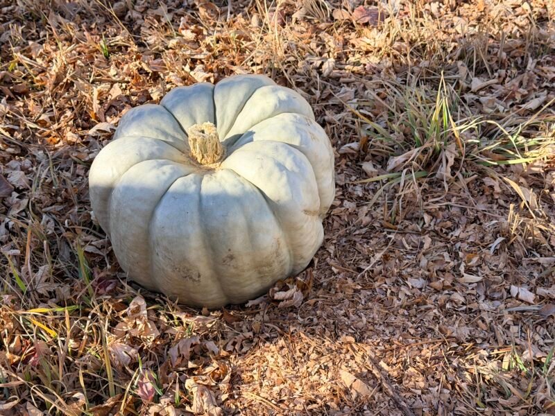 Preschool Science Experiments an image of a decomposing pumpkin