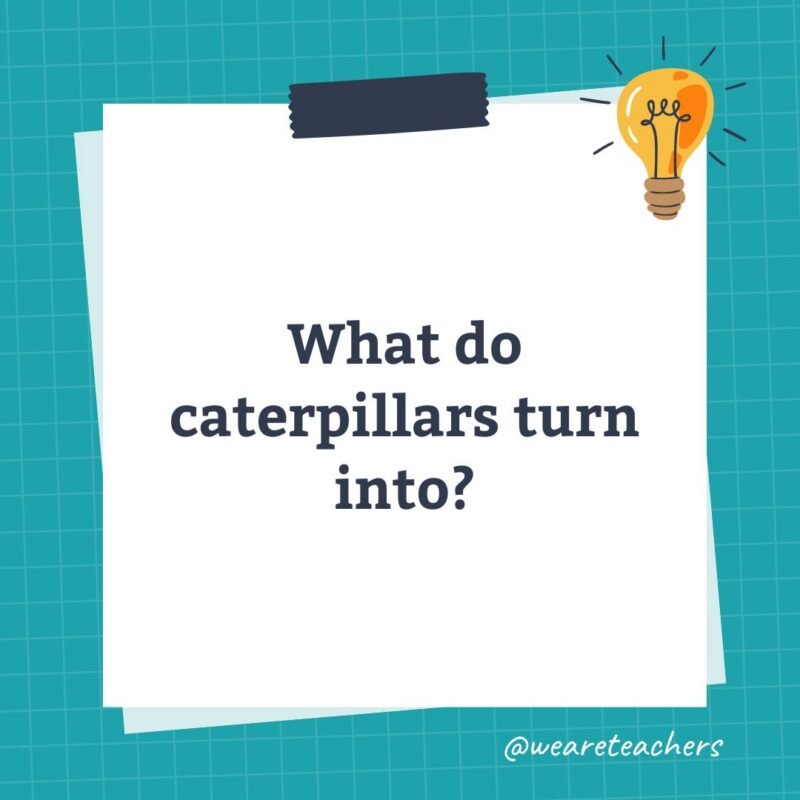 an image of a science trivia question for kids that states: What do caterpillars turn into?