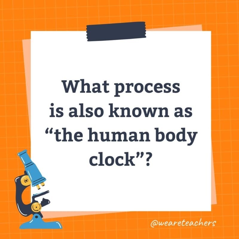 What process is also known as “the human body clock”?- science trivia