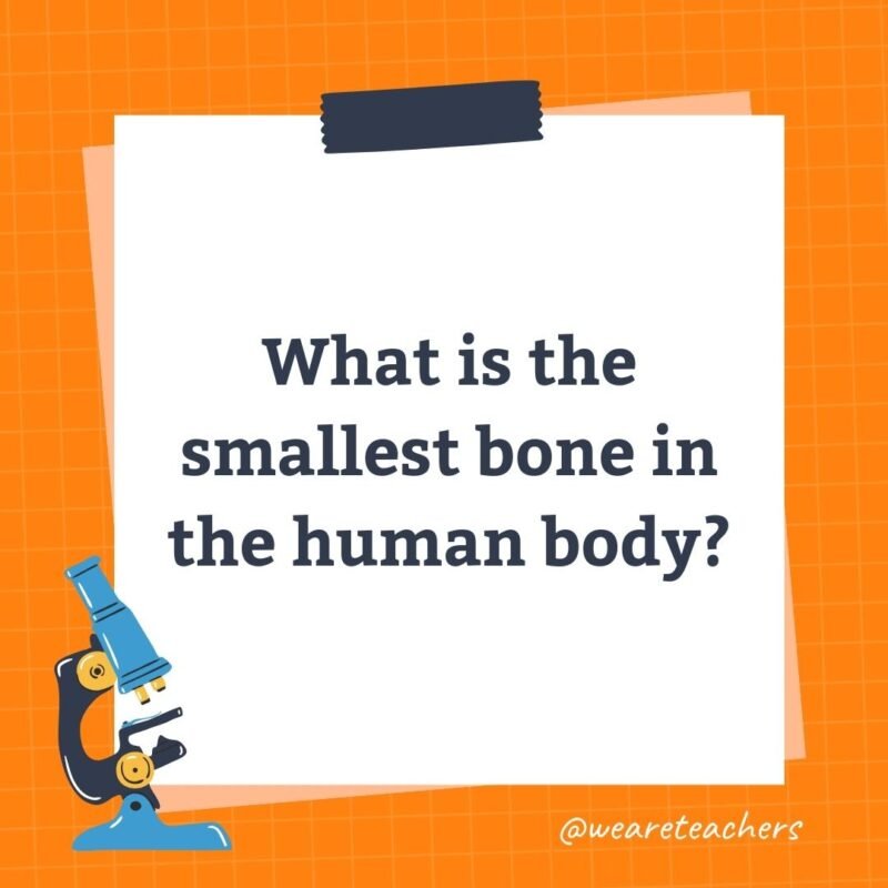 What is the smallest bone in the human body?- science trivia
