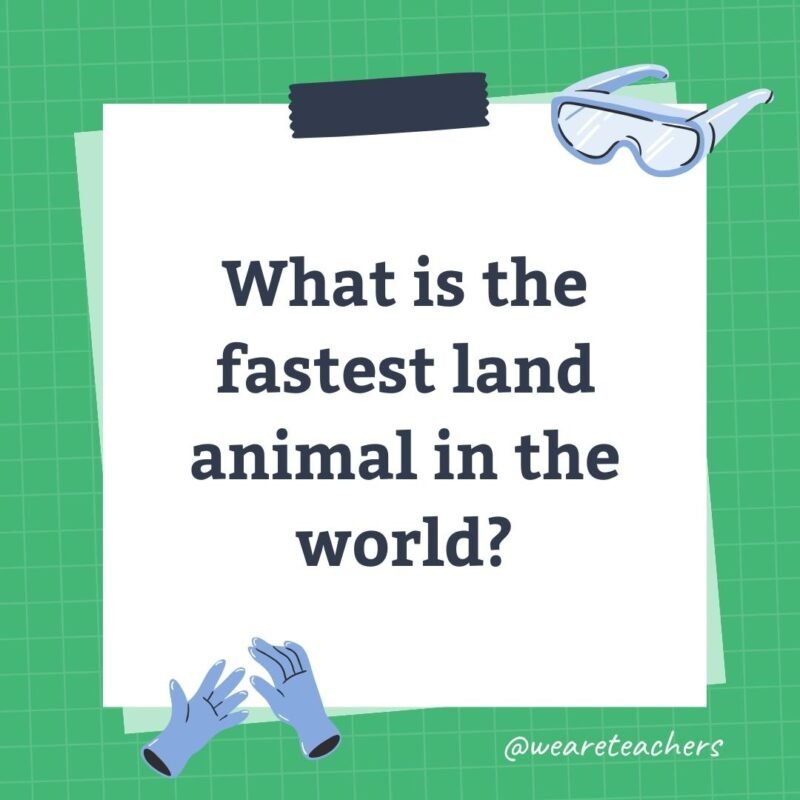 What is the fastest land animal in the world?