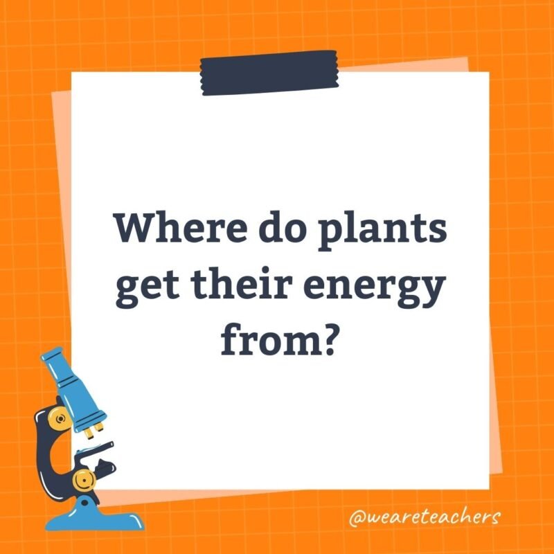 Where do  plants get their energy from?- science trivia